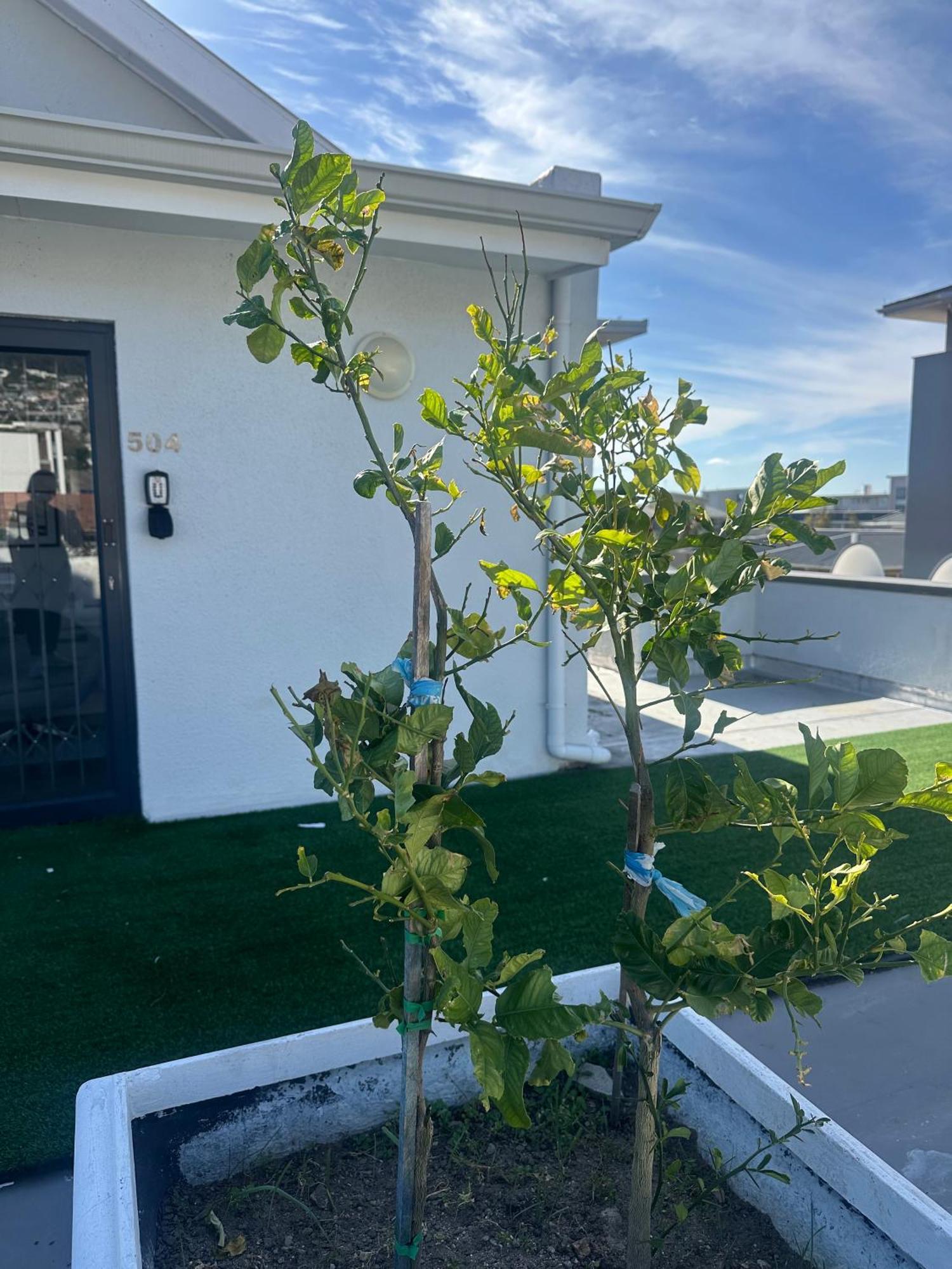 Camborne Holiday Apartments Cape Town Ngoại thất bức ảnh